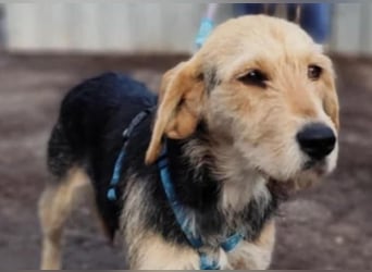 POPI die Hündin die sofort ins Herz geht