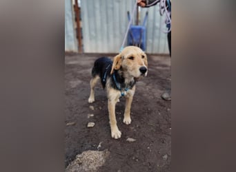 POPI die Hündin die sofort ins Herz geht