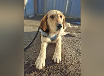 POPI die Hündin die sofort ins Herz geht