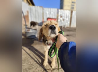 POPI die Hündin die sofort ins Herz geht