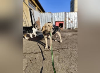 POPI die Hündin die sofort ins Herz geht