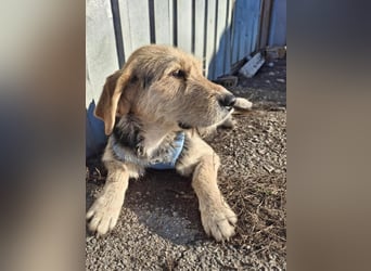 POPI die Hündin die sofort ins Herz geht