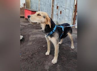 POPI die Hündin die sofort ins Herz geht