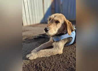 POPI die Hündin die sofort ins Herz geht