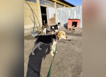 POPI die Hündin die sofort ins Herz geht