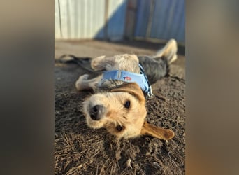 POPI die Hündin die sofort ins Herz geht