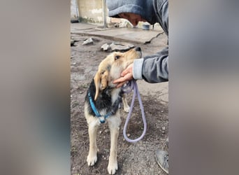 POPI die Hündin die sofort ins Herz geht