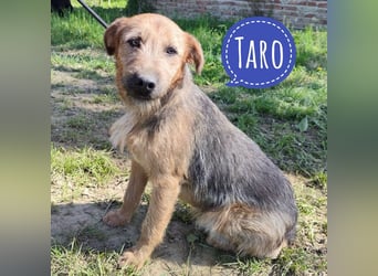 Taro ein absoluter Engel