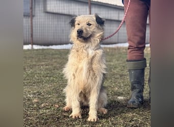 Zoki ein lieber Hundebub