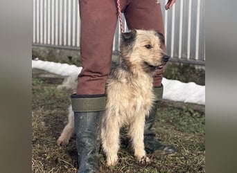 Zoki ein lieber Hundebub