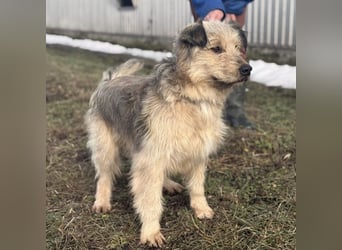 Zoki ein lieber Hundebub