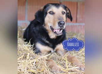 Babaluji ein Traumwesen