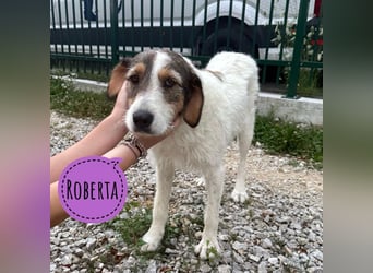 Roberta eine Herzenshündin