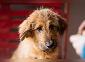 Vjetar ❤️ aktiver, schmusiger Barak-Bub