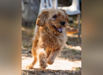 OldBoy GOGO❤️vitaler Barak-Mix-Senior mit viel Energie, Charakter & Liebe