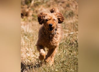 OldBoy GOGO❤️vitaler Barak-Mix-Senior mit viel Energie, Charakter & Liebe