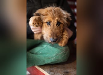 Vjetar ❤️ aktiver, schmusiger Barak-Bub