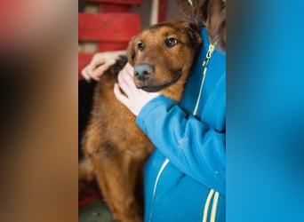 Petar ❤️ so lieber, aktiver Barak-Mix Bub