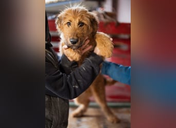 Vjetar ❤️ aktiver, schmusiger Barak-Bub