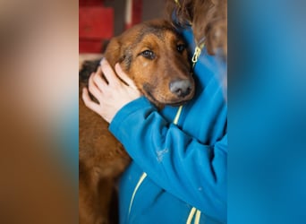 Petar ❤️ so lieber, aktiver Barak-Mix Bub