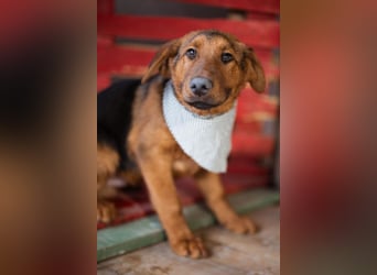 Petar ❤️ so lieber, aktiver Barak-Mix Bub