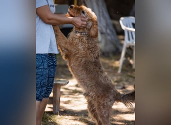 OldBoy GOGO❤️vitaler Barak-Mix-Senior mit viel Energie, Charakter & Liebe