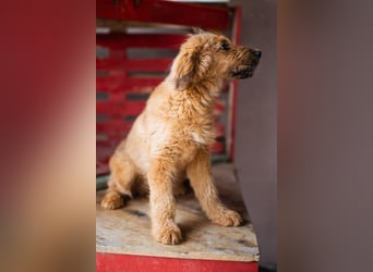 Vjetar ❤️ aktiver, schmusiger Barak-Bub