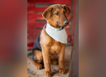 Petar ❤️ so lieber, aktiver Barak-Mix Bub