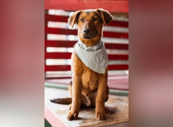 Petar ❤️ so lieber, aktiver Barak-Mix Bub