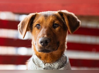 Petar ❤️ so lieber, aktiver Barak-Mix Bub