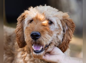 OldBoy GOGO❤️vitaler Barak-Mix-Senior mit viel Energie, Charakter & Liebe