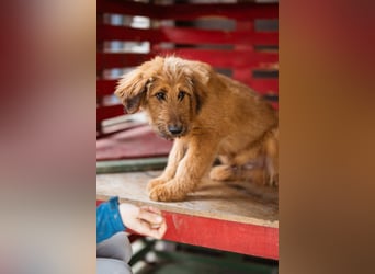 Vjetar ❤️ aktiver, schmusiger Barak-Bub