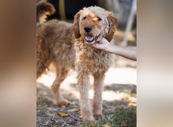 OldBoy GOGO❤️vitaler Barak-Mix-Senior mit viel Energie, Charakter & Liebe