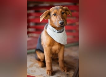 Petar ❤️ so lieber, aktiver Barak-Mix Bub