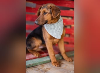 Petar ❤️ so lieber, aktiver Barak-Mix Bub