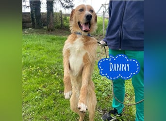 Danny ein freundlicher Hundebub
