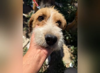 Barki sucht ein liebes Zuhause, ca. 2024 geboren, gut verträglich