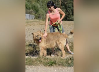 "Alex" ist ein sehr lieber, menschenbezogener Rüde, der ein Zuhause sucht.