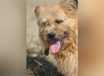 "Alex" ist ein sehr lieber, menschenbezogener Rüde, der ein Zuhause sucht.
