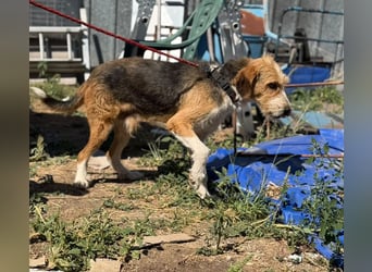 Barki sucht ein liebes Zuhause, ca. 2024 geboren, gut verträglich