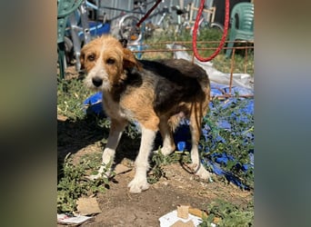 Barki sucht ein liebes Zuhause, ca. 2024 geboren, gut verträglich