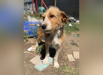 Barki sucht ein liebes Zuhause, ca. 2024 geboren, gut verträglich