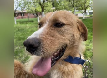 Danny ein freundlicher Hundebub