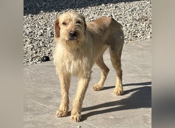 Moxx ein sensibler Engel auf 4 Pfoten