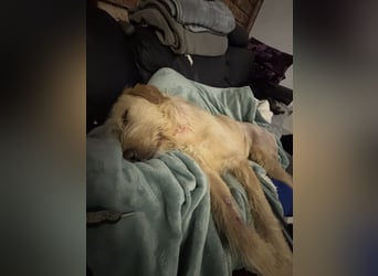 Moxx ein sensibler Engel auf 4 Pfoten