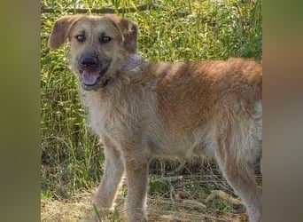 Gaspar wartet seit seiner Geburt in Tierheim