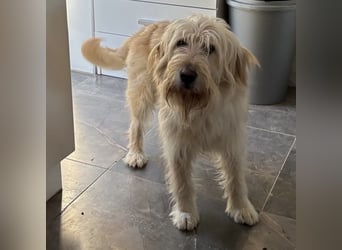 Mr. Belić - ein gutmütiger Traumwesen