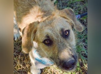 Gaspar wartet seit seiner Geburt in Tierheim