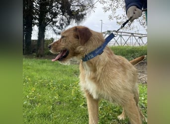 Danny ein freundlicher Hundebub