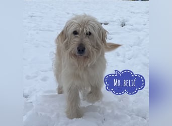 Mr. Belić - ein gutmütiger Traumwesen